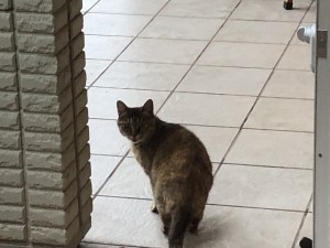 D03A459E-50E6-4DDD-BA49-8077DA638F17