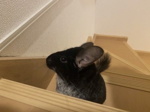 FCFAF855-E85B-43C1-8433-B5B09A7DA501